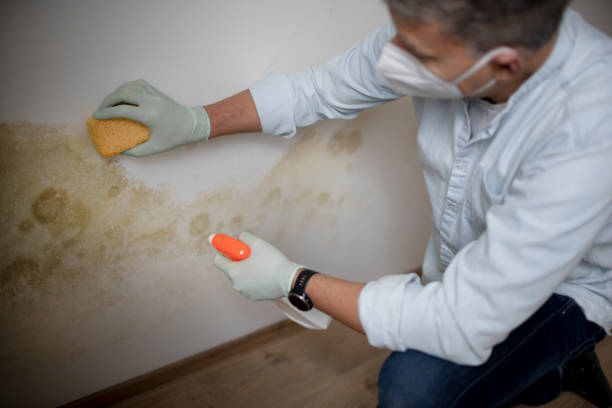 Best Commercial Mold Removal  in Fairmont, NC